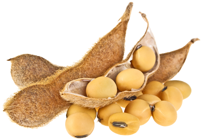 Soybean